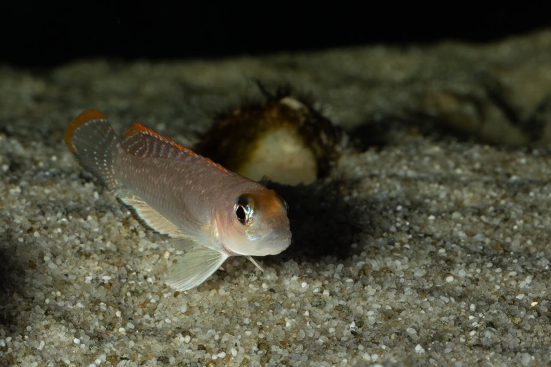 Lamprologus ornatipinnis 'Mwamgongo'